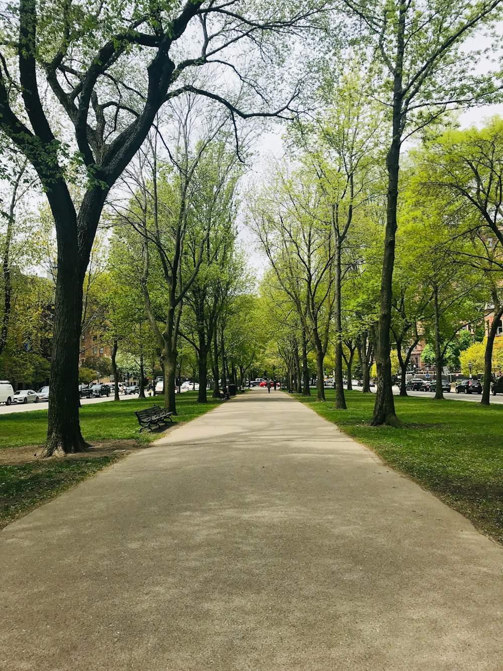 昼間の緑の木々の間の灰色のコンクリートの小道
