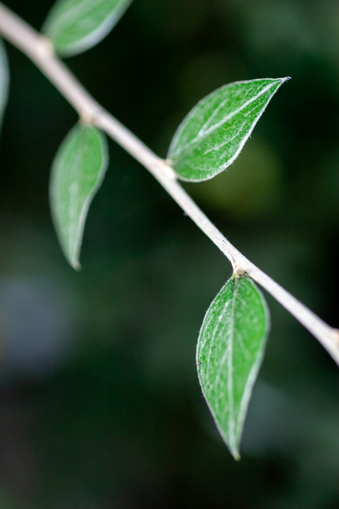 green leaf in close up photography