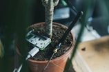 A potted plant with soil is seen with electronic components embedded within. A circuit board is laid on the soil, connected to a USB cable, alongside a long black antenna. The setup suggests an integration of technology with botany.