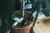 A potted plant with soil is seen with electronic components embedded within. A circuit board is laid on the soil, connected to a USB cable, alongside a long black antenna. The setup suggests an integration of technology with botany.
