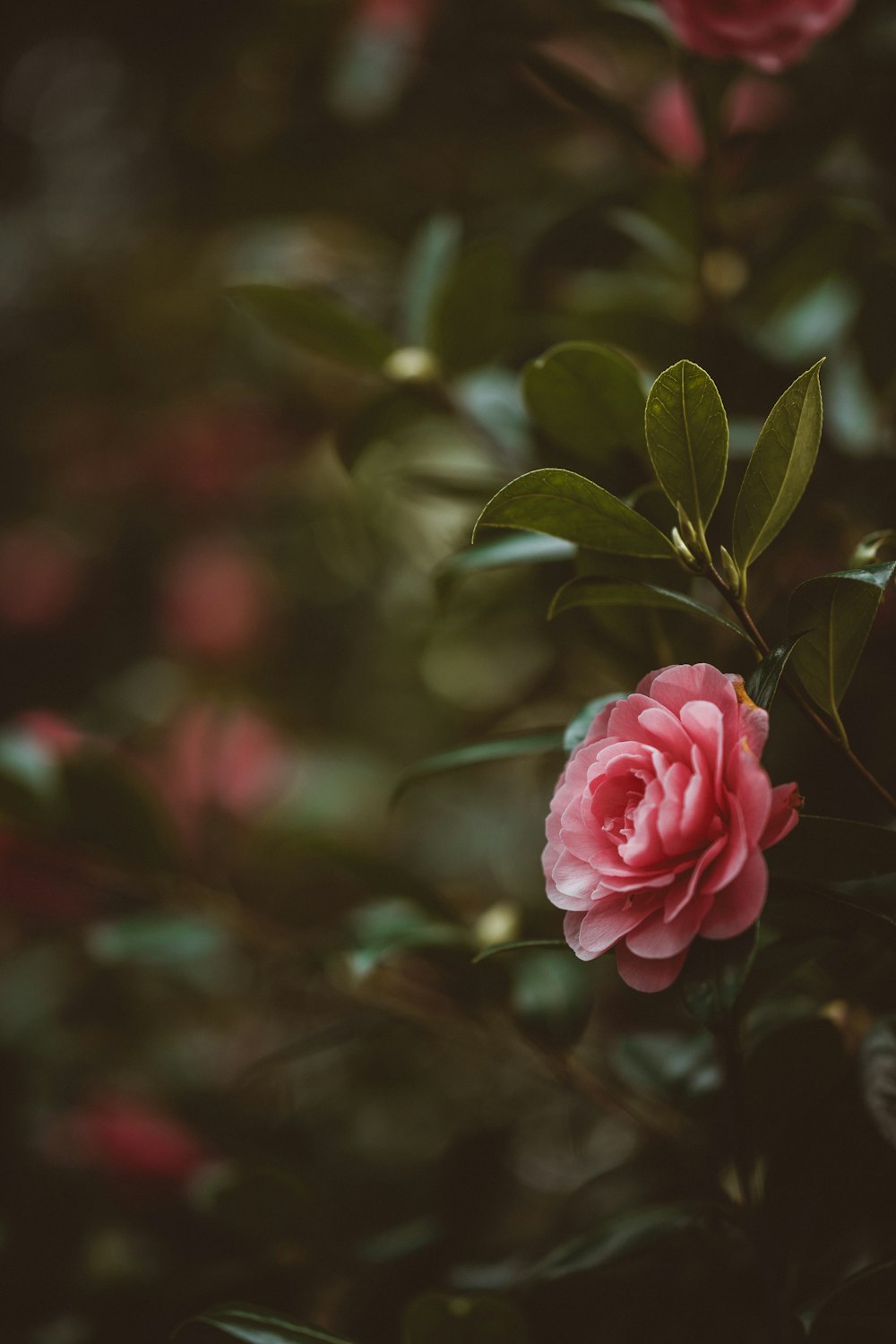 rosa rosa em flor durante o dia