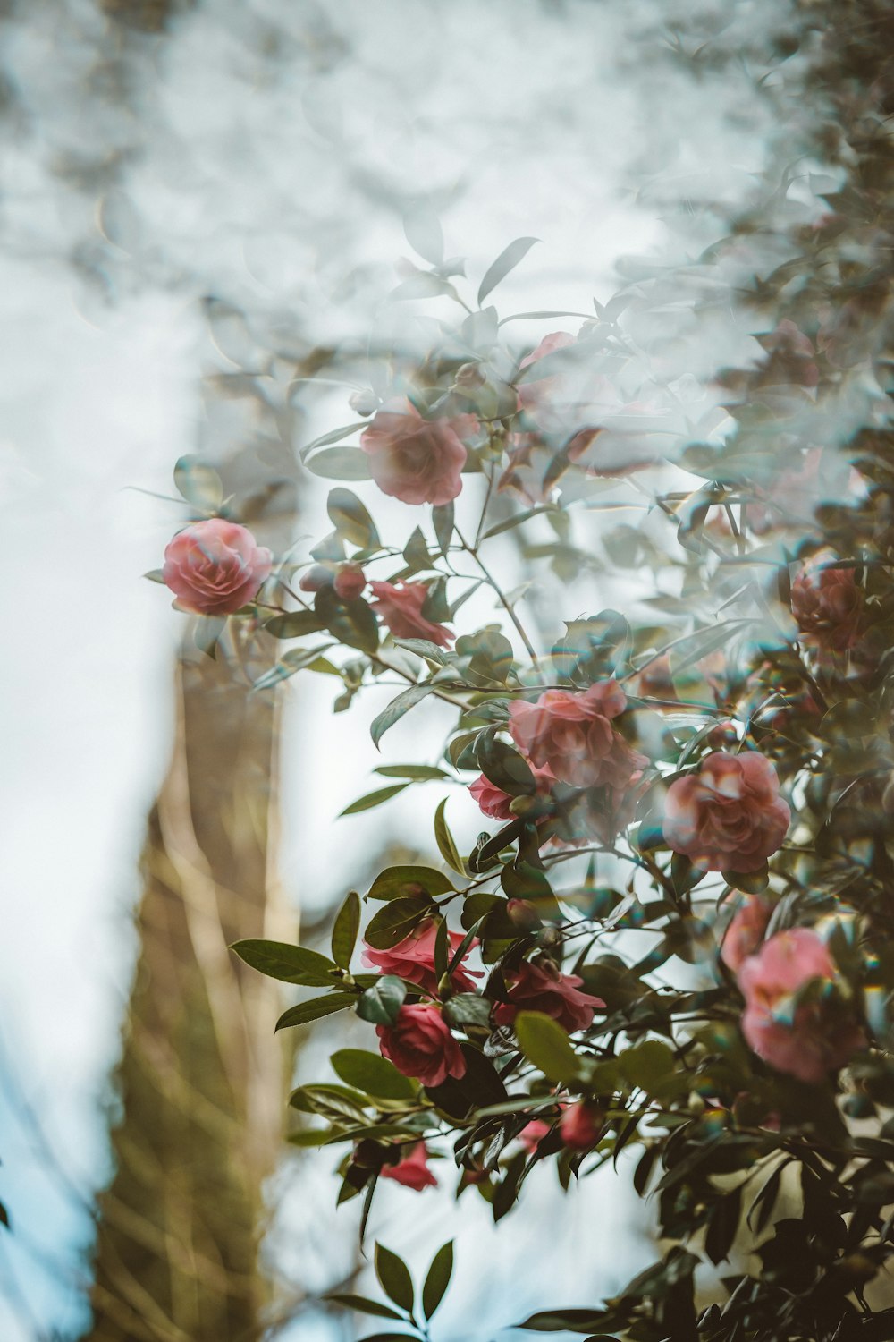 pink flowers with green leaves