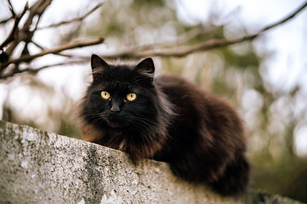 black and brown cat on gray concrete wall during daytime