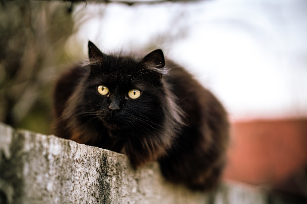 black and brown cat on gray concrete wall