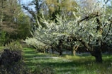A peaceful orchard path lined with blossoming trees in early spring.