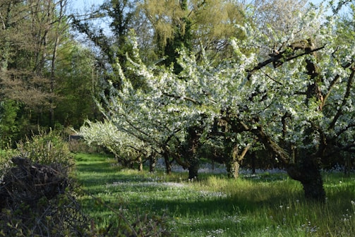A peaceful orchard path lined with blossoming trees in early spring.