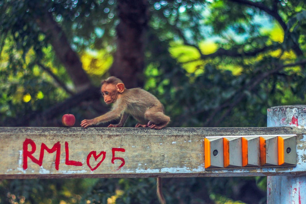 brown monkey sitting on brown wooden fence during daytime
