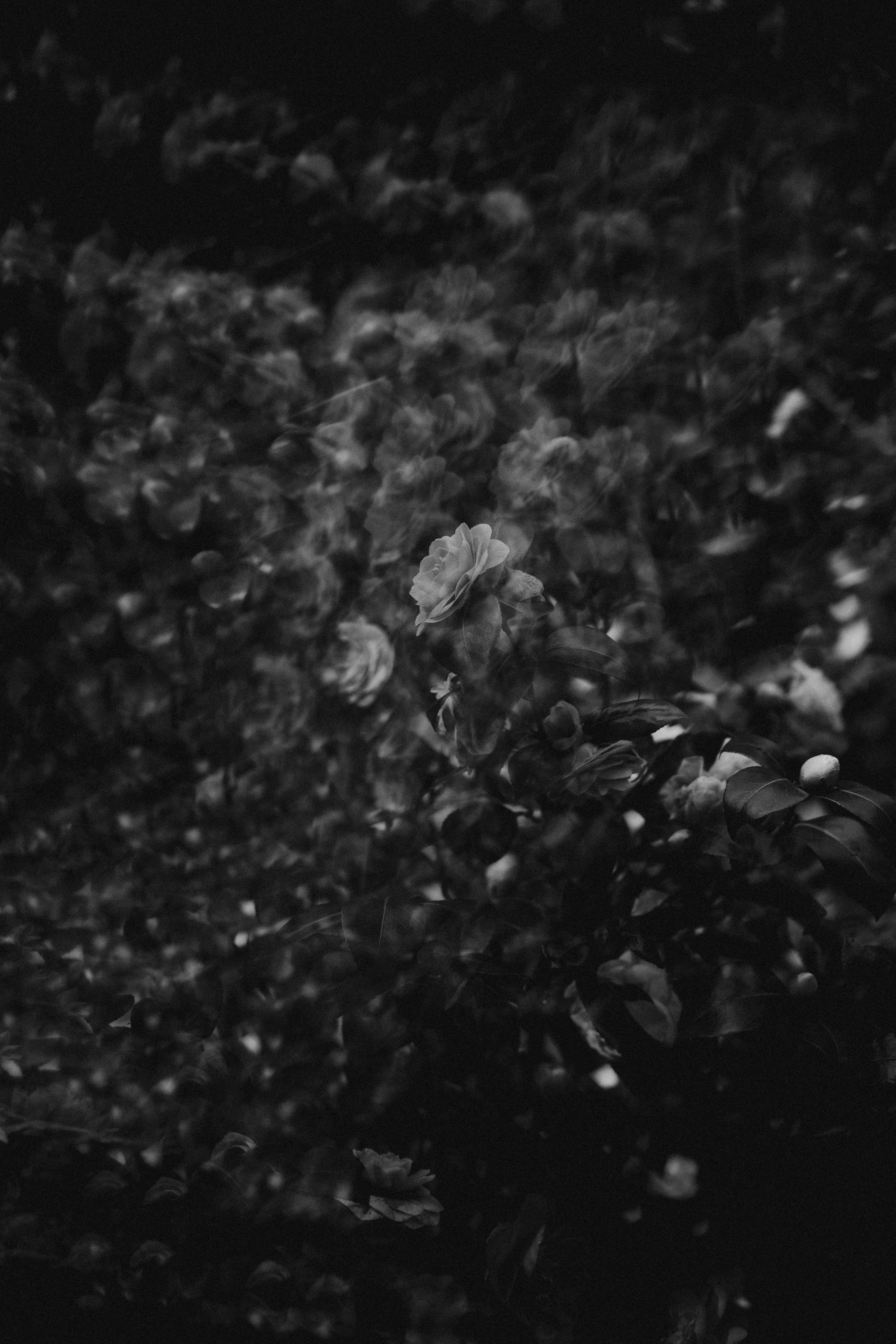 Photo by anniespratt