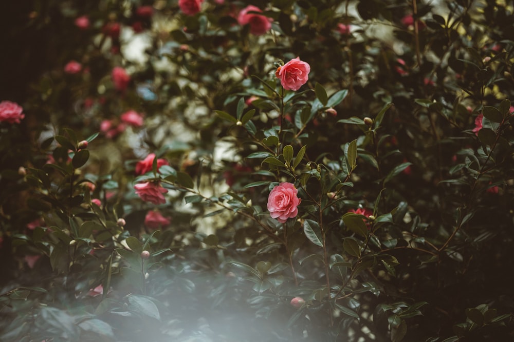 red flowers with green leaves