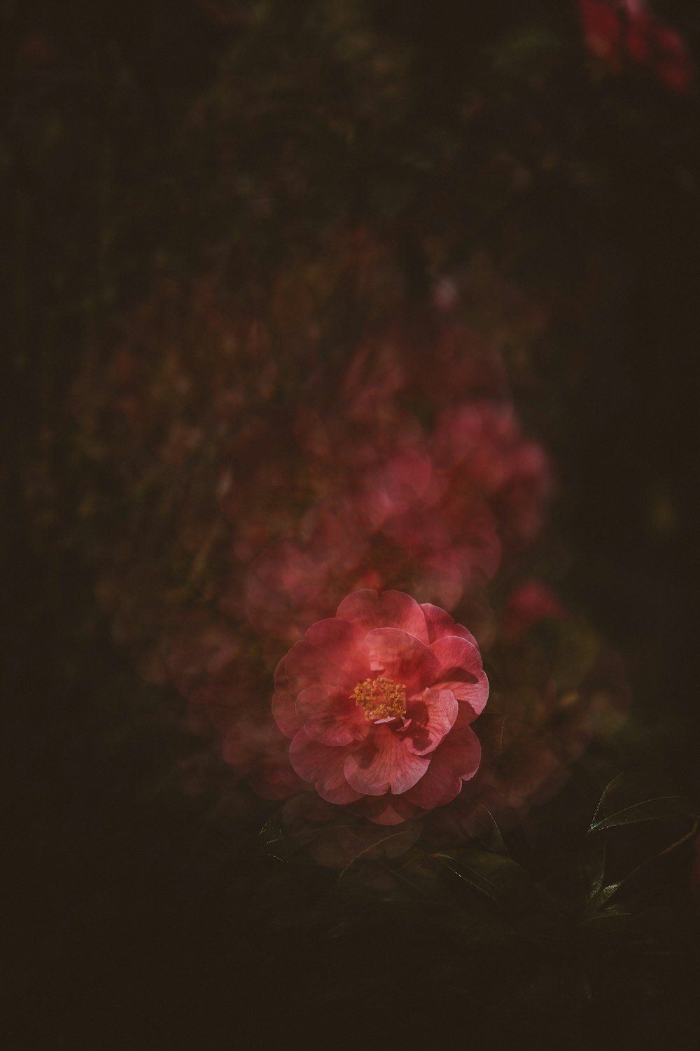 pink flower in black background