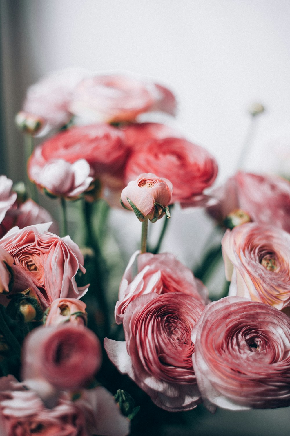 pink and white roses in close up photography