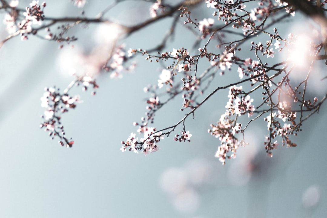 pink cherry blossom in close up photography