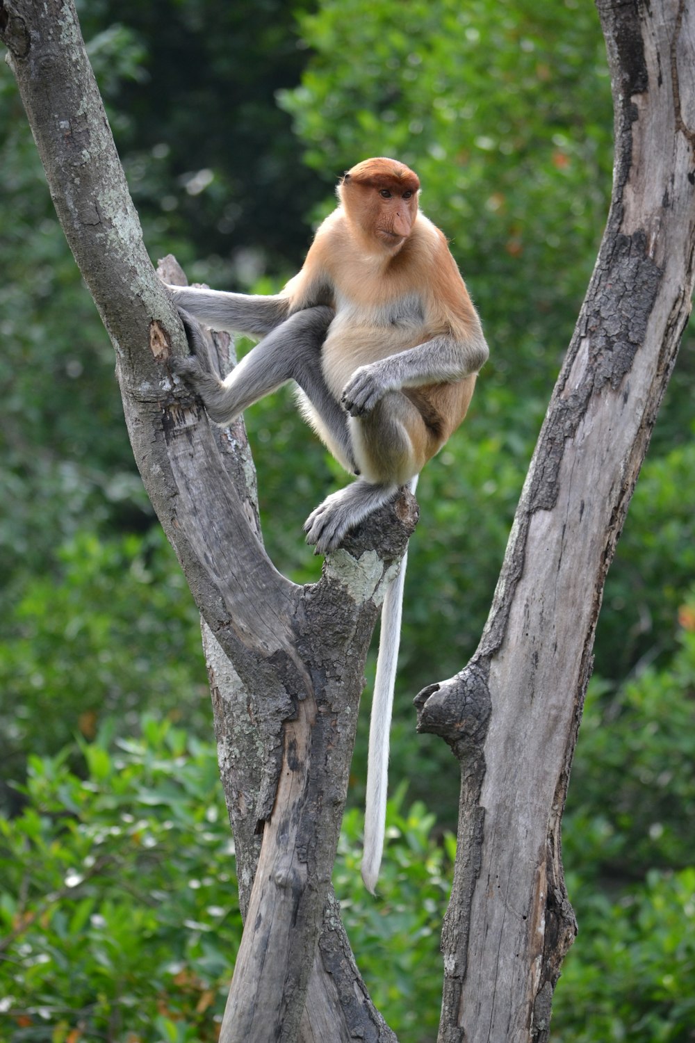 brown monkey on tree branch during daytime