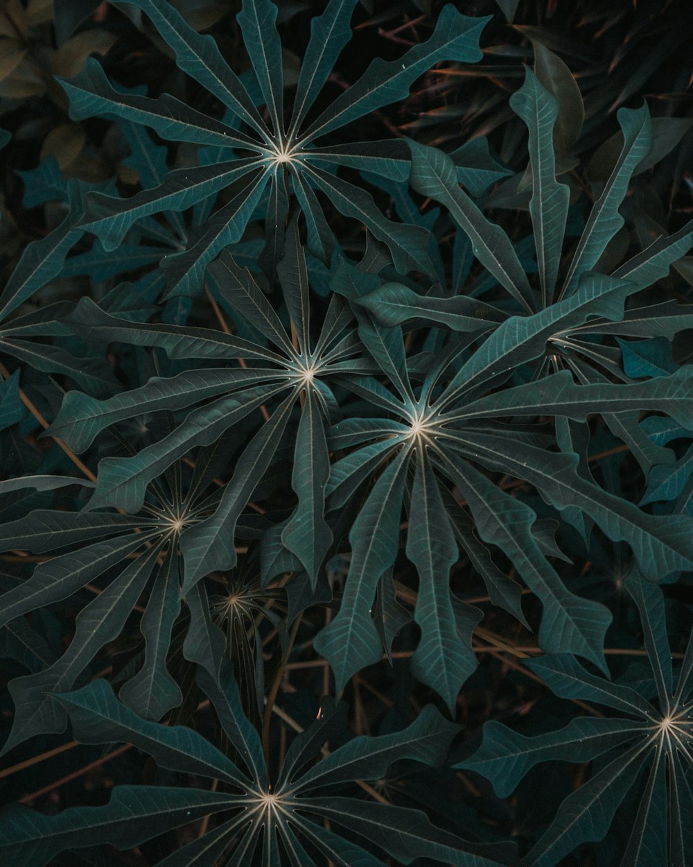 green leaves in close up photography