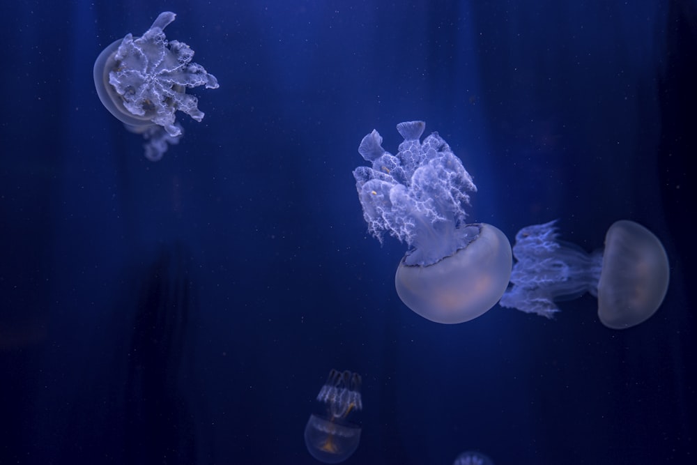 white and gray jellyfish in blue water