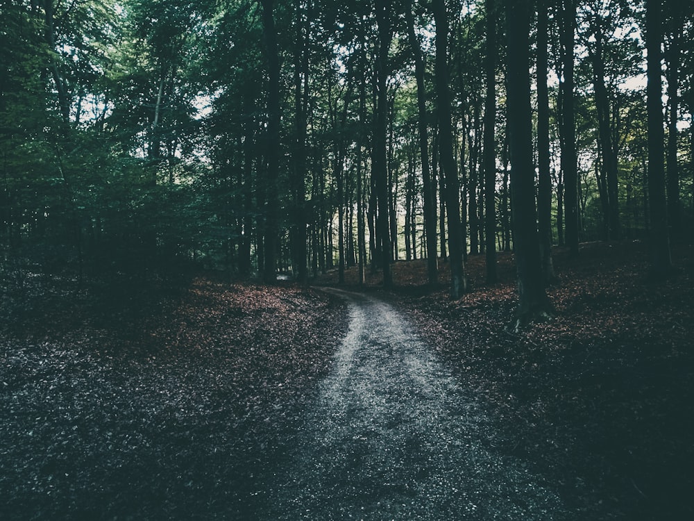 pathway between green trees during daytime