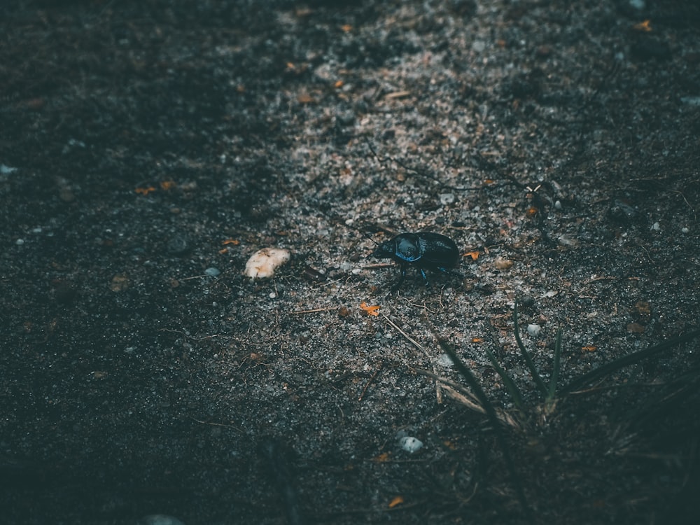 black beetle on gray concrete ground