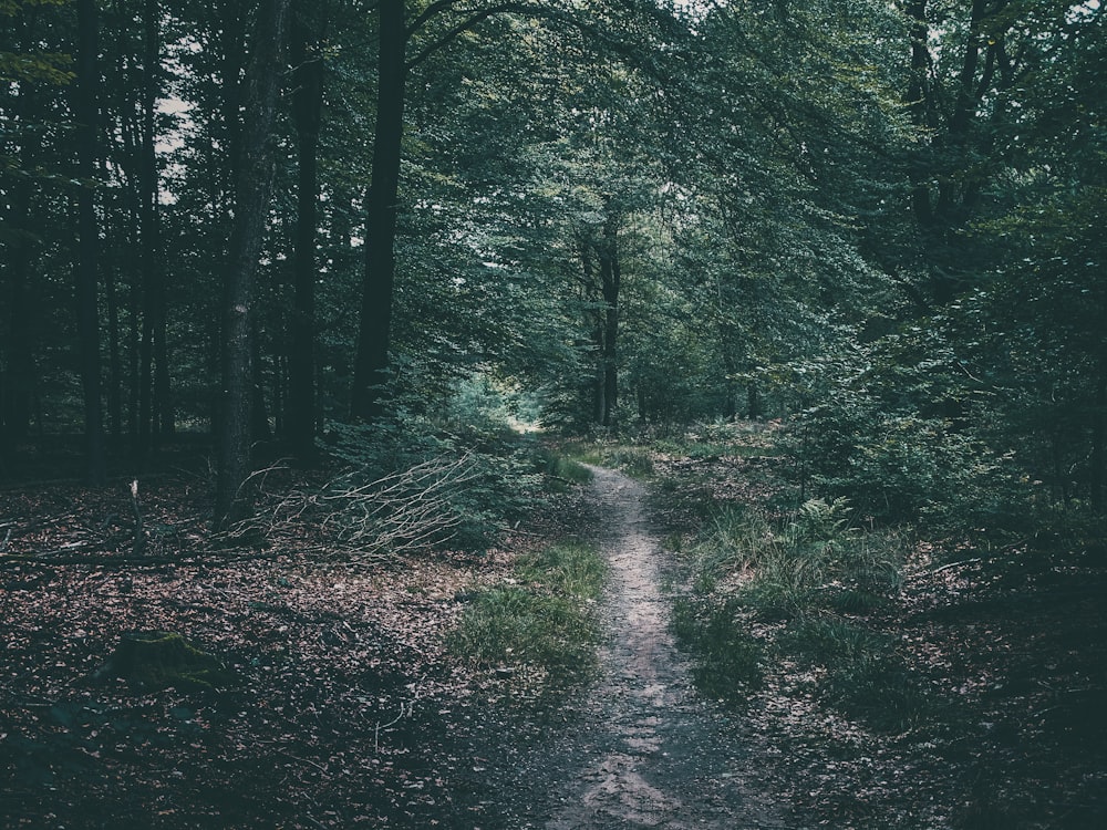 Grüne Bäume auf Wald während des Tages