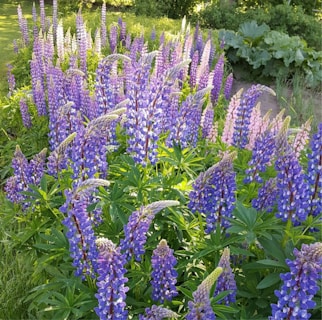 A lush garden filled with blooming lupines in shades of purple and pink, surrounded by vibrant green foliage. The foreground shows tall, dense clusters of lupines with long, slender leaves and pointed flower spikes. Sunlight filters through, highlighting the flowers and creating a serene, natural setting.