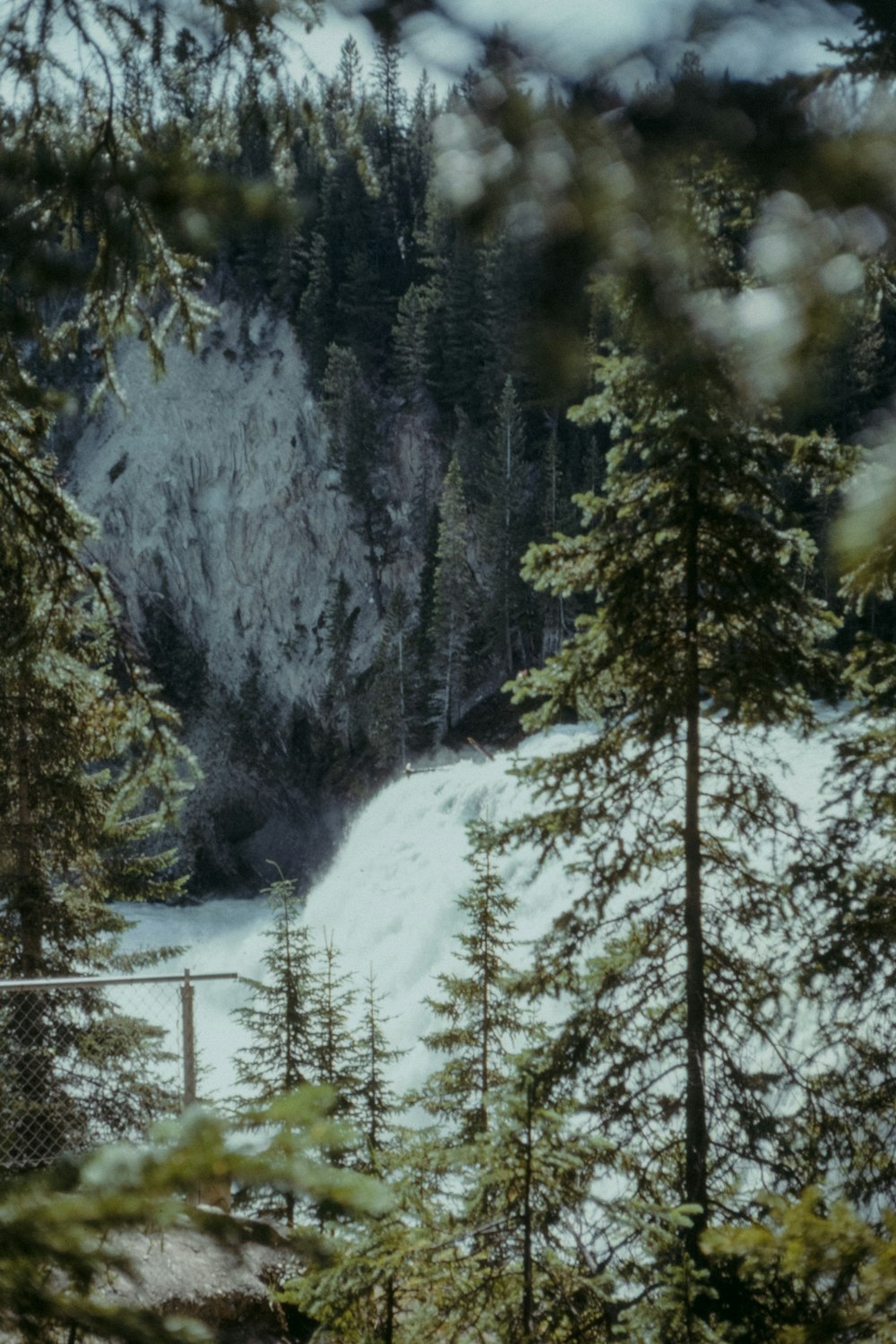 green trees on snow covered ground during daytime