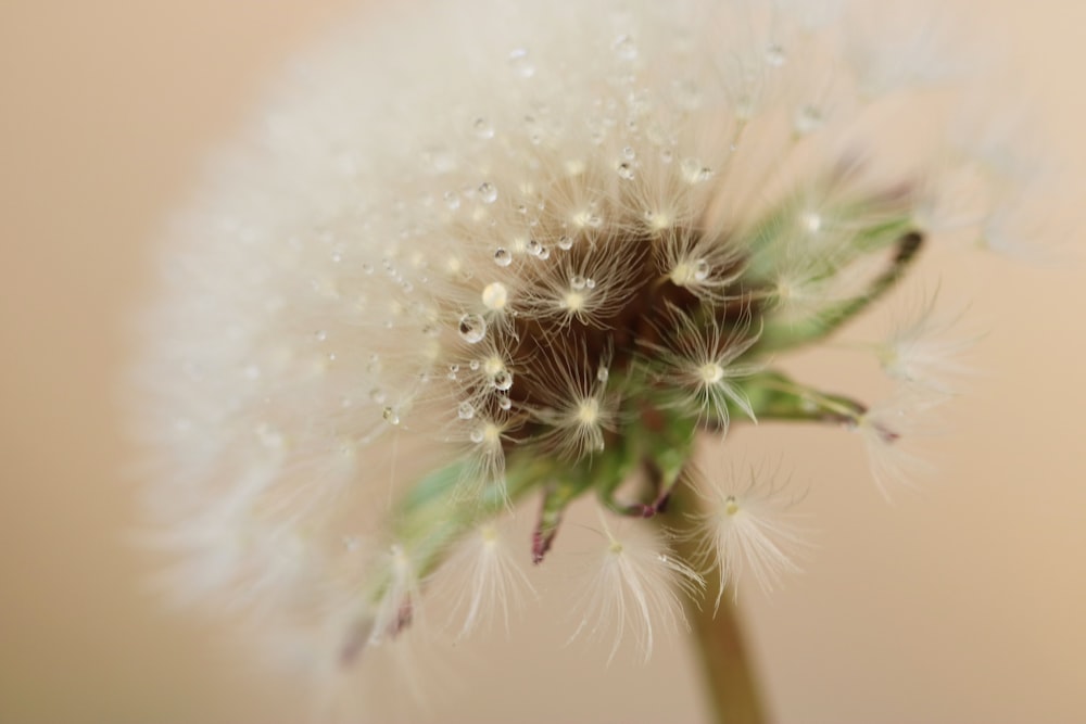 white dandelion in close up photography