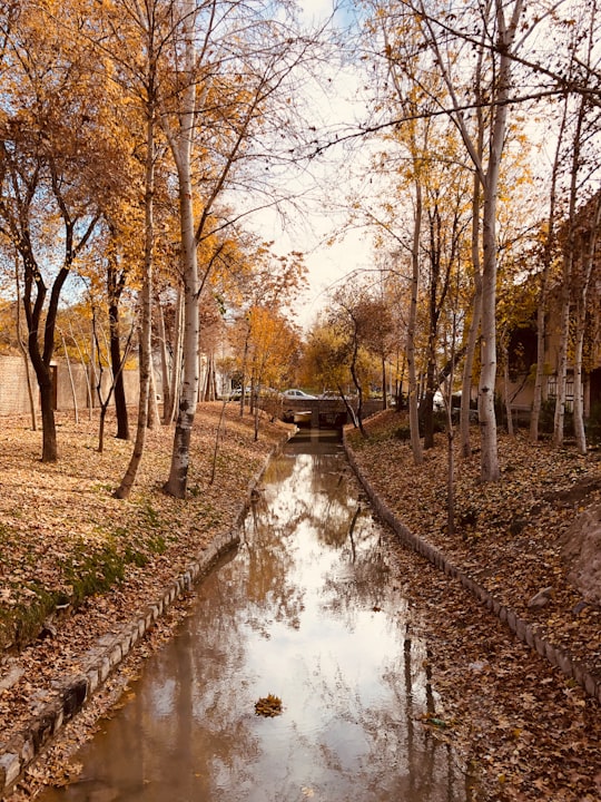 brown trees beside river during daytime in Isfahan Iran