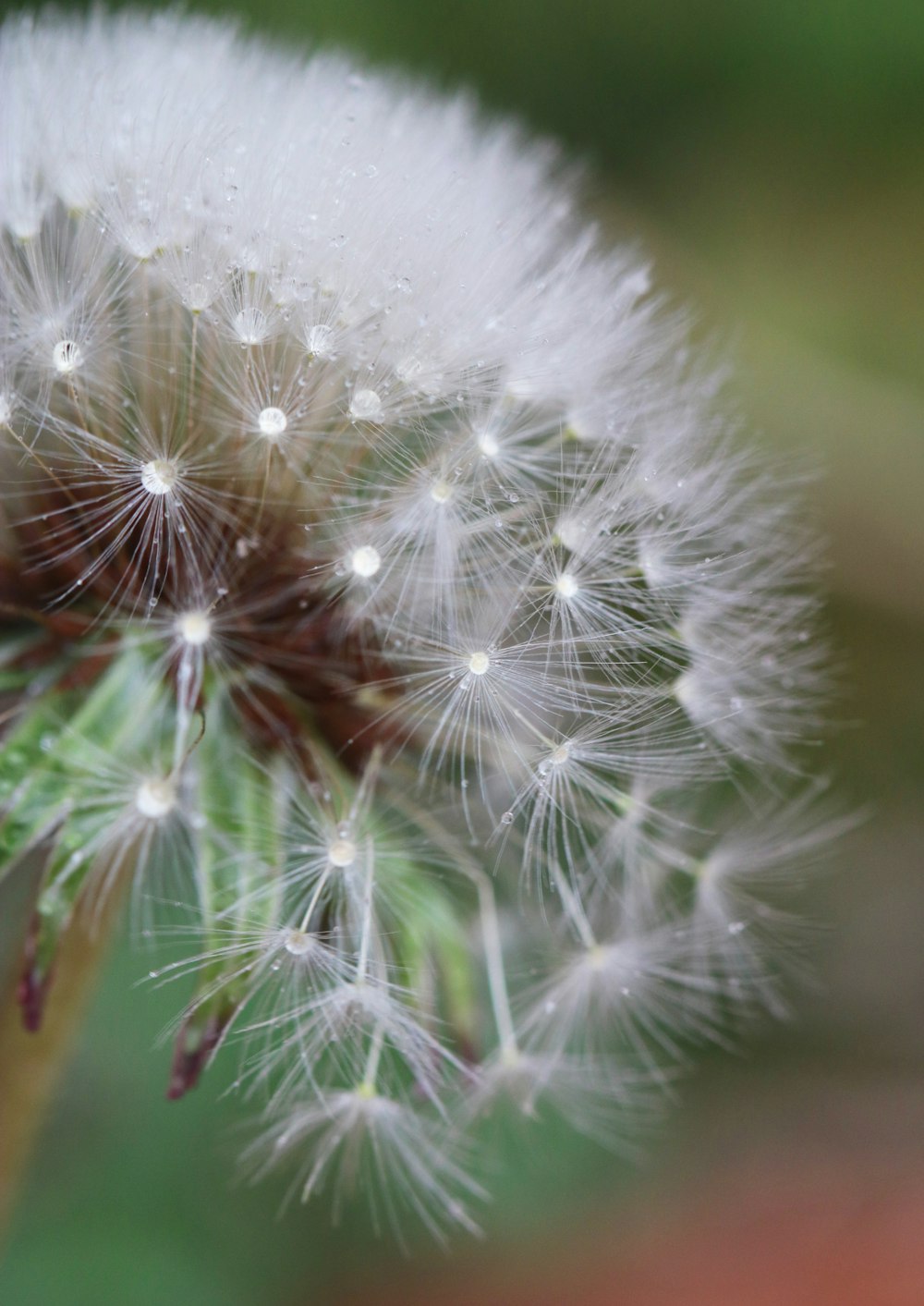 white dandelion in close up photography