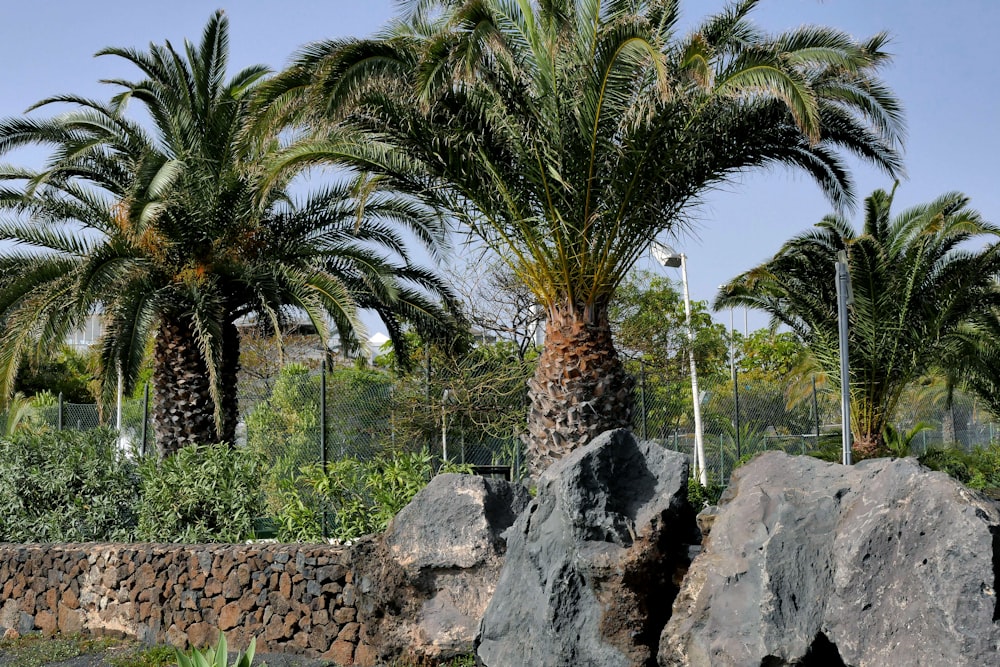 Palmera sobre roca gris