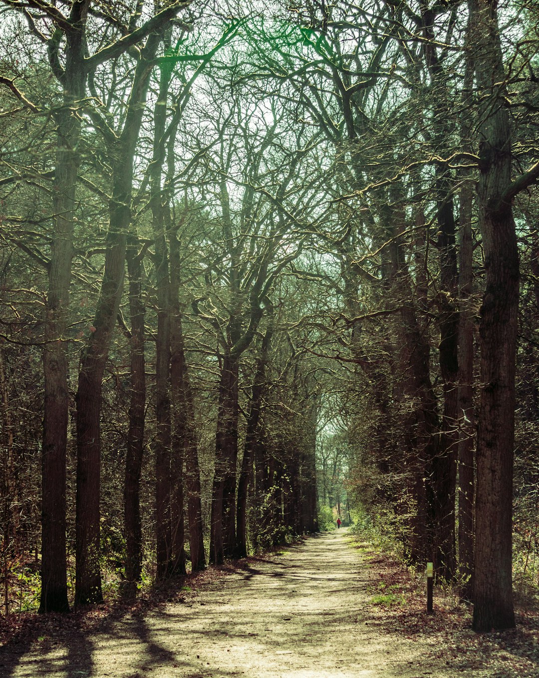 Forest photo spot Utrecht Netherlands