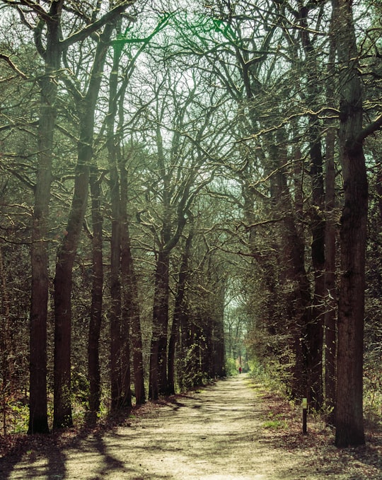 pathway between green trees during daytime in Utrecht Netherlands