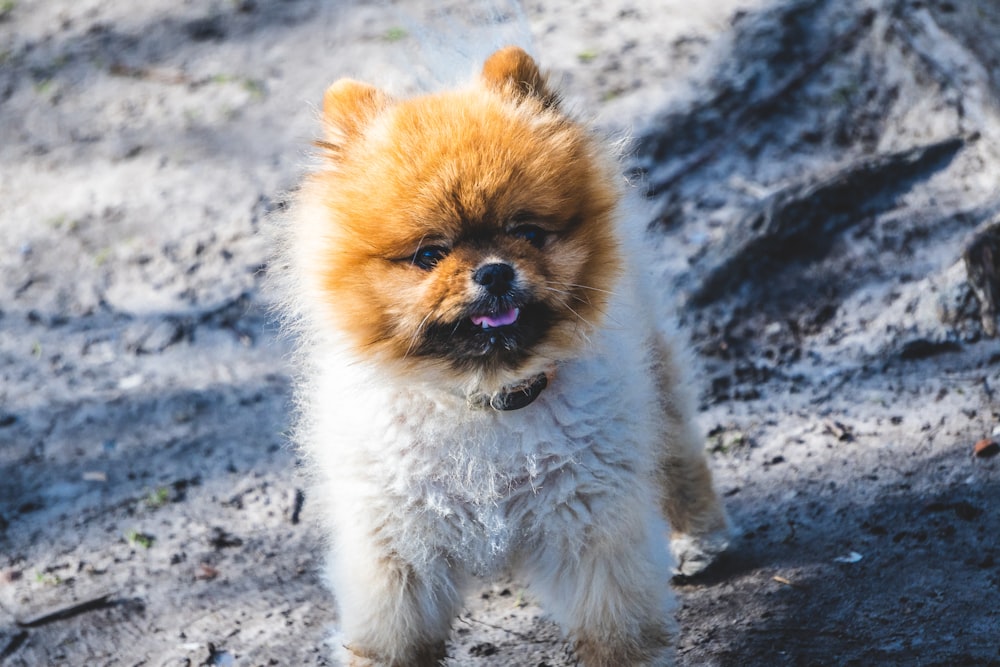 brown pomeranian puppy on grey rock during daytime