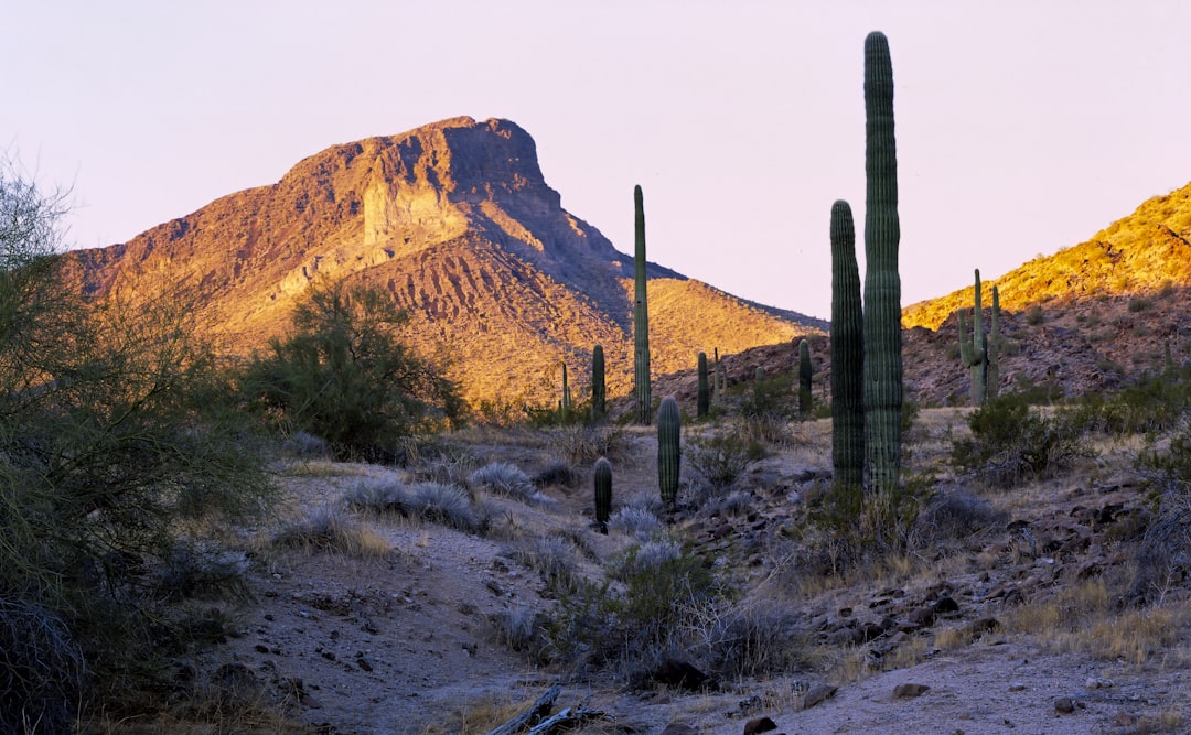 Foraging Adventures 7 Unique Destinations for Wild Edible Enthusias… — Foraging Adventures 7 Unique Destinations for