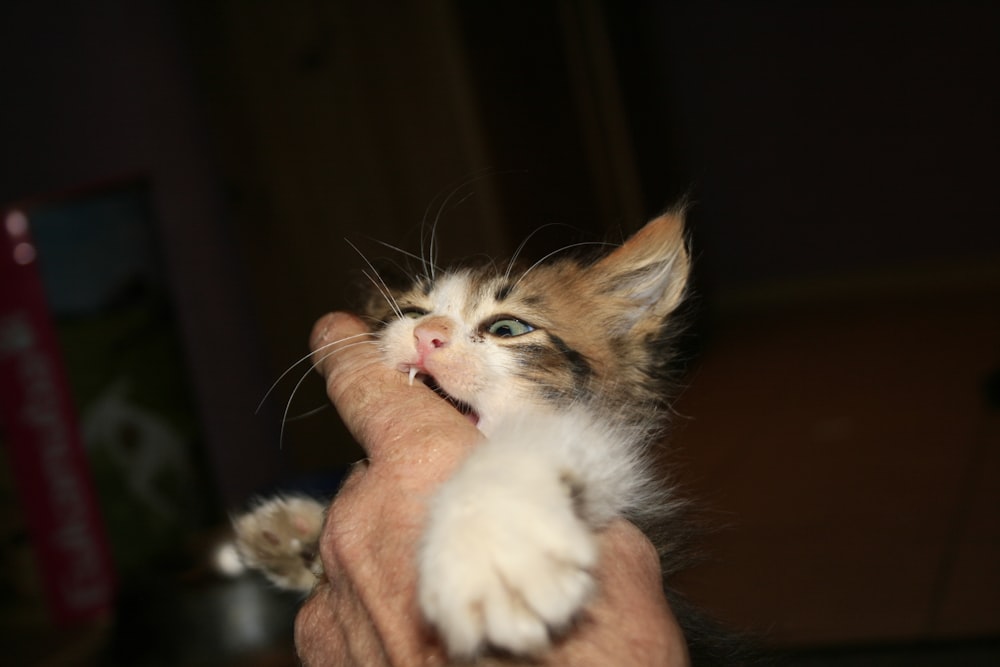 person holding white and brown kitten