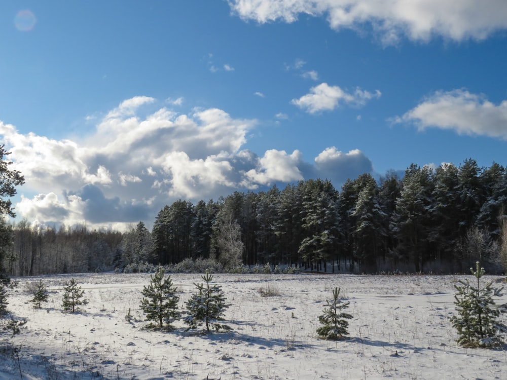 green trees on snow covered ground under blue and white cloudy sky during daytime