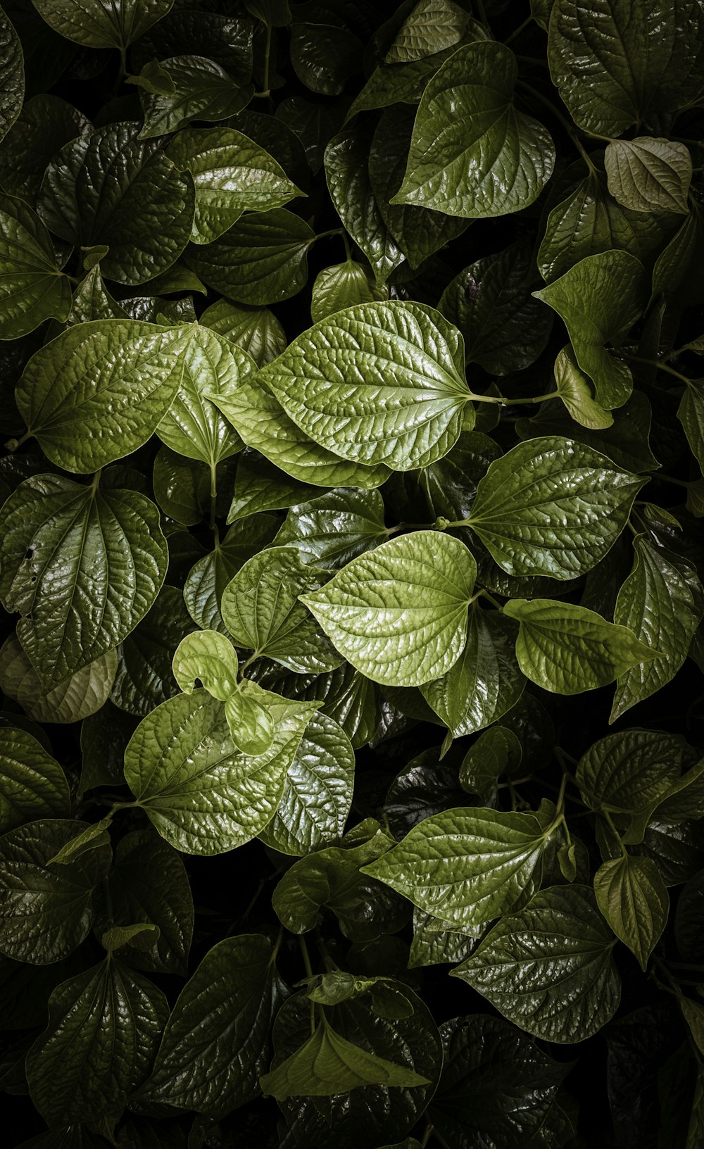 green leaves plant during daytime