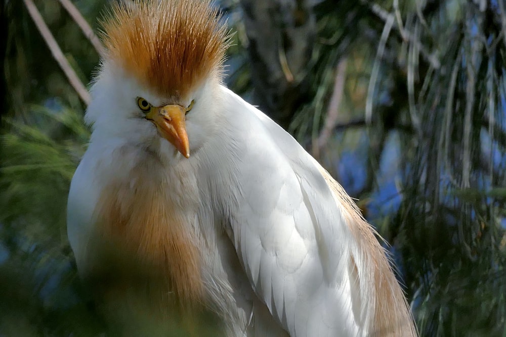 pájaro blanco y marrón en fotografía de primer plano