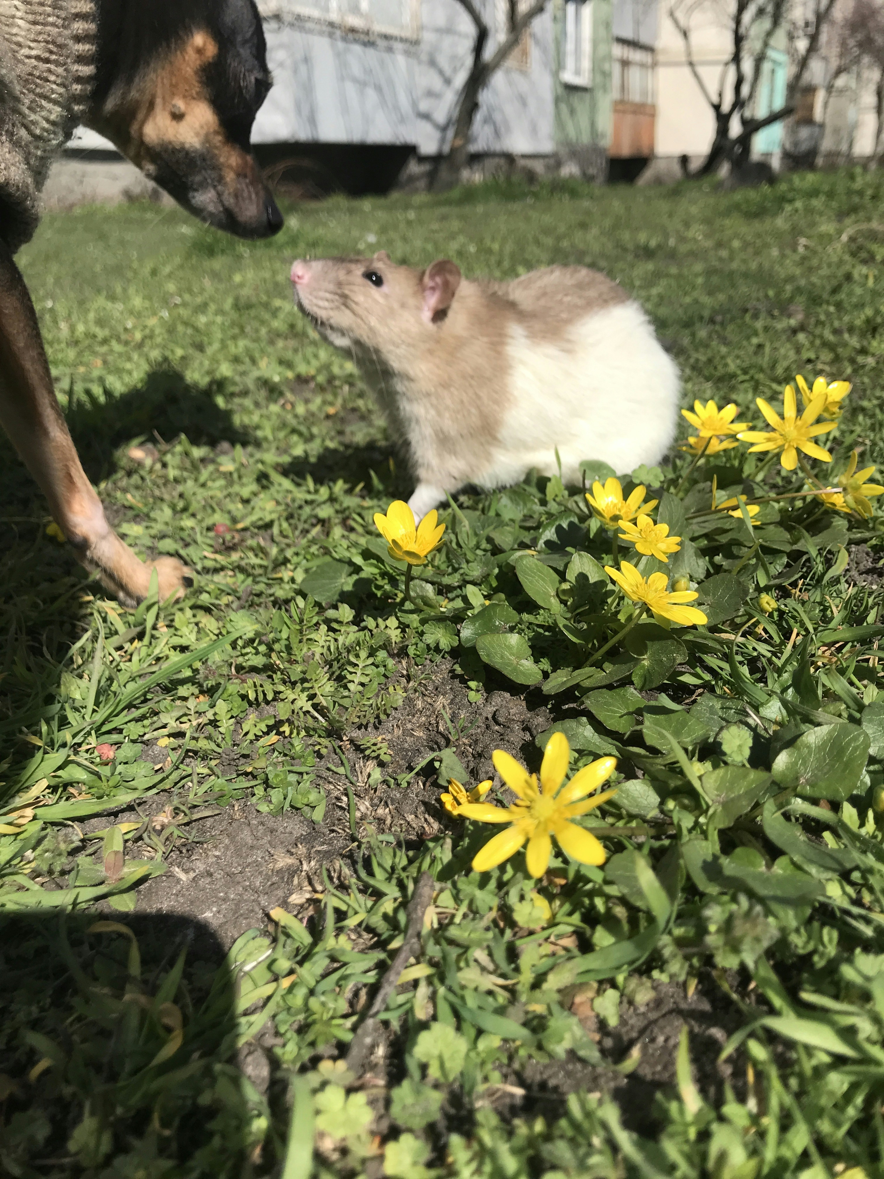 Famous Rats: From Temple Guardians to Pop Culture Stars (image credits: unsplash)