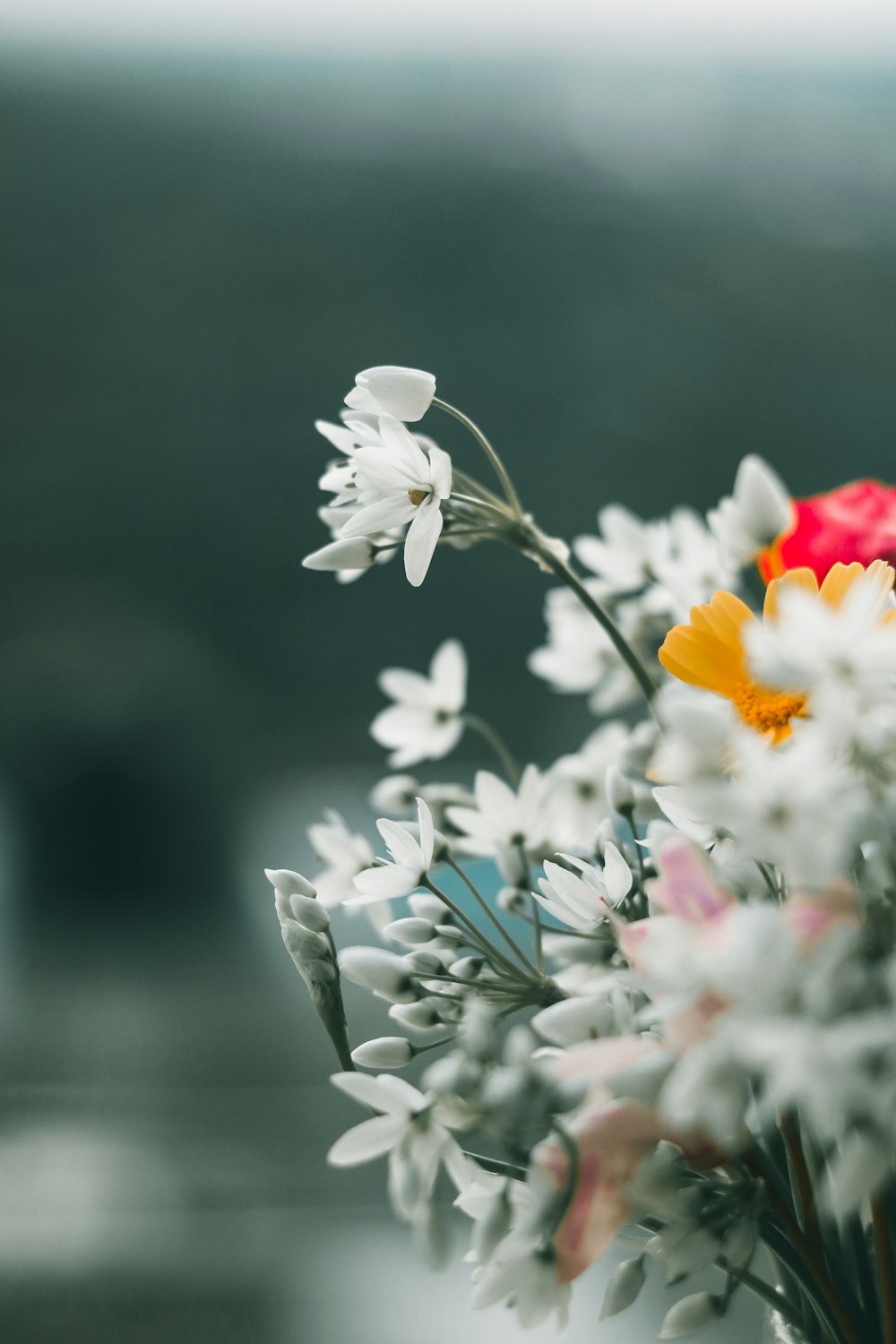 weiße Blüten mit grünen Blättern