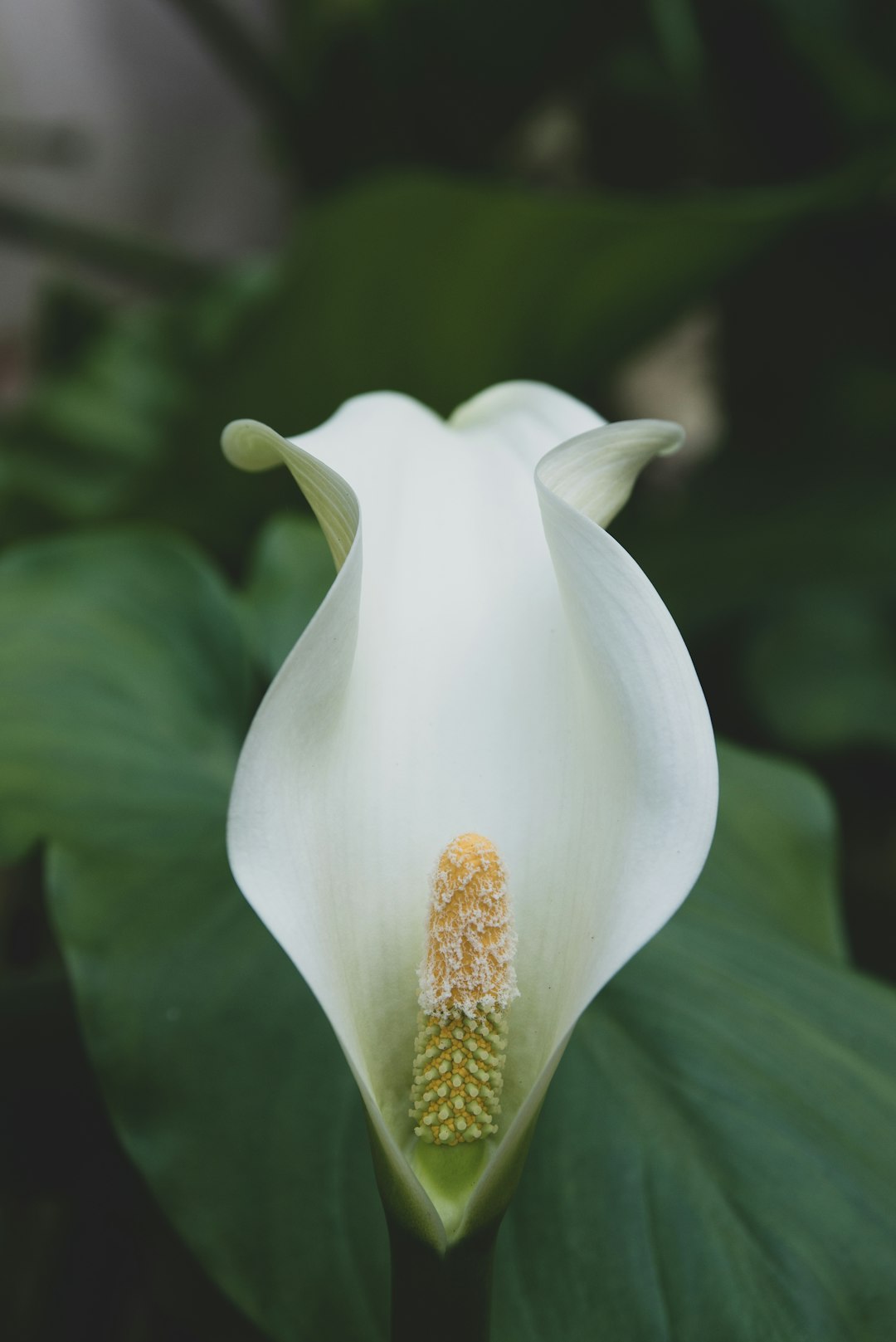 white flower with green leaves