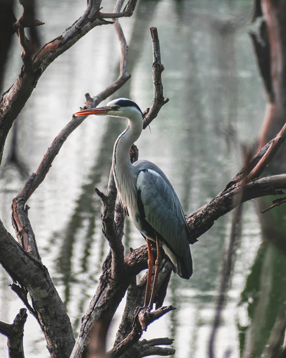 blue and white bird on brown tree branch