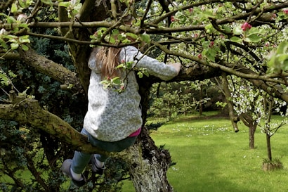A child is climbing a tree in a lush green garden. The tree is filled with small branches and some budding flowers. The grass is bright and well-maintained, covered with a scattering of white petals. The scene is peaceful, set in a natural environment with a mix of light and shadow.
