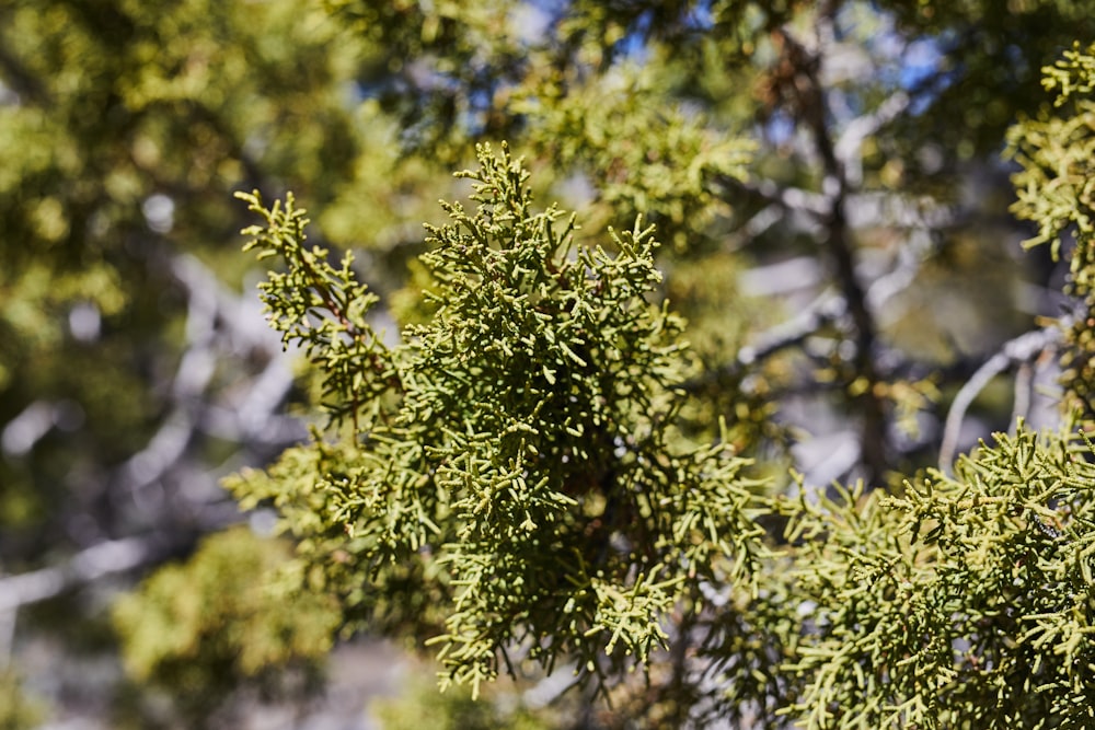 green leaves in tilt shift lens