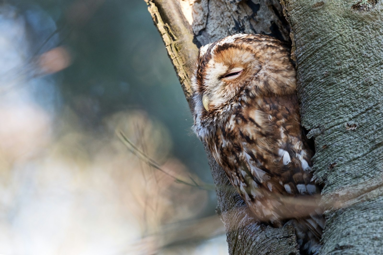 Canon EF 400mm F2.8L IS II USM sample photo. Brown owl on brown photography