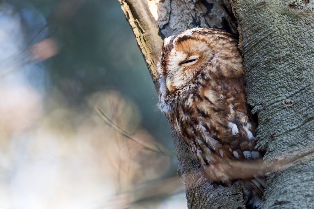 brown owl on brown tree branch during daytime