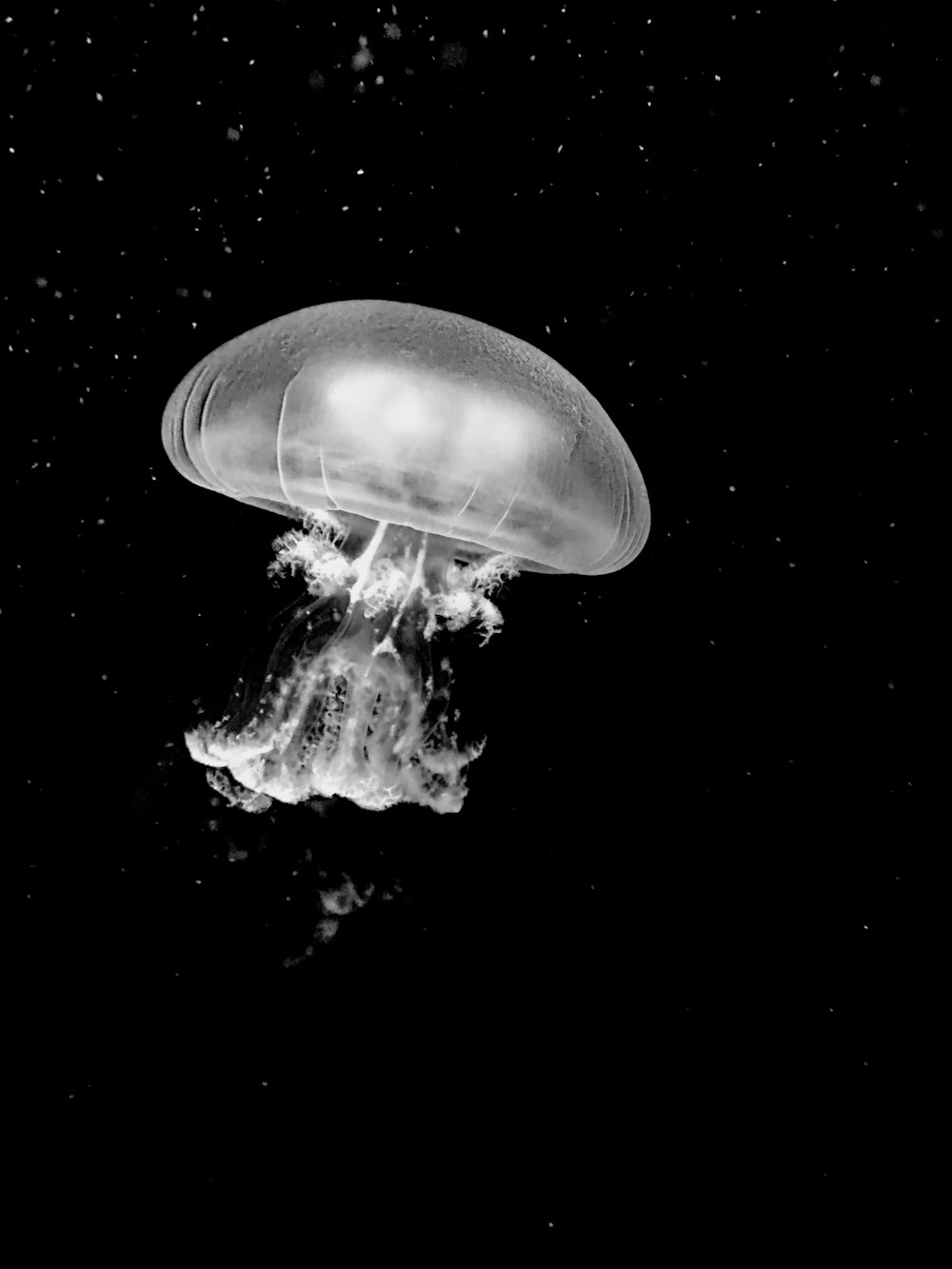 grayscale photo of jelly fish