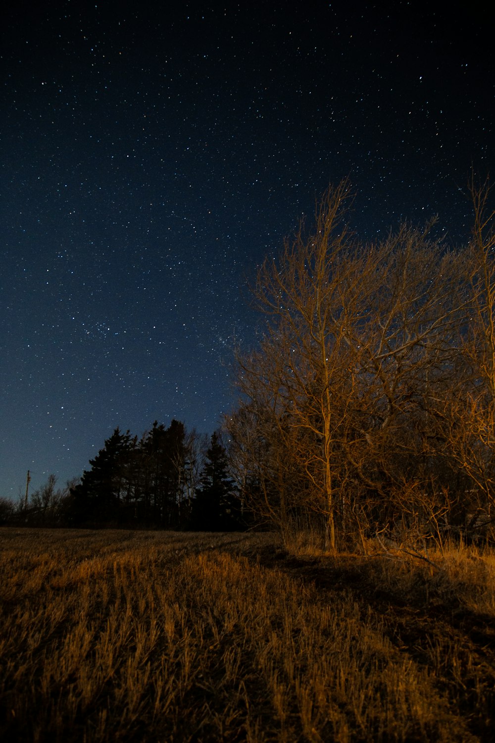 brown bare trees under blue sky during night time