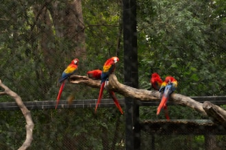 red blue and yellow macaw birds on brown tree branch during daytime