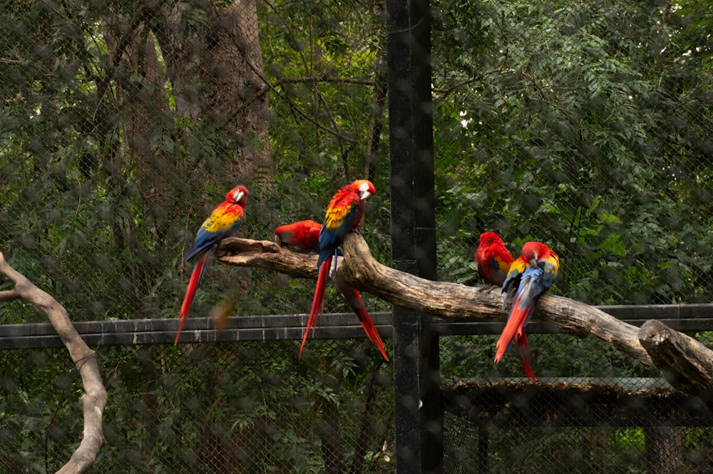 red blue and yellow macaw birds on brown tree branch during daytime