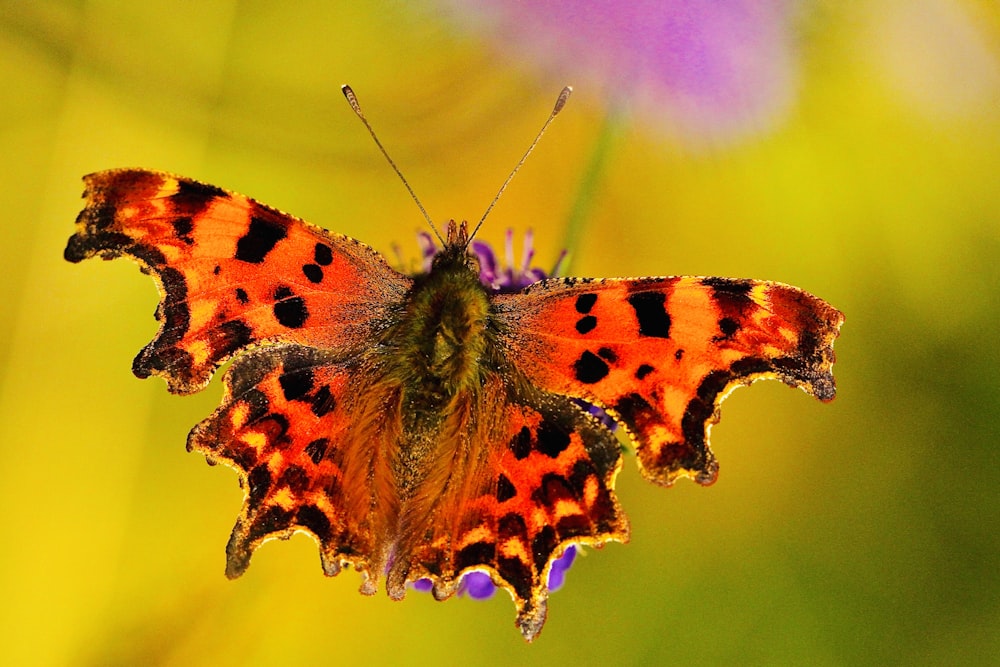 brown and black butterfly on pink flower