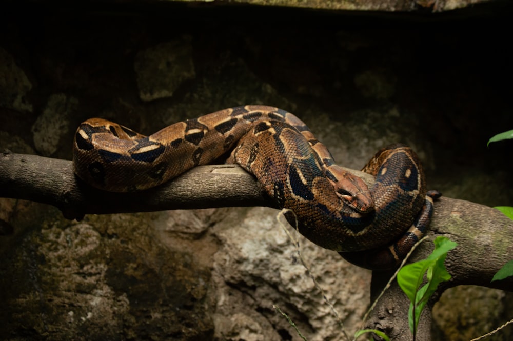 brown and black snake on gray rock